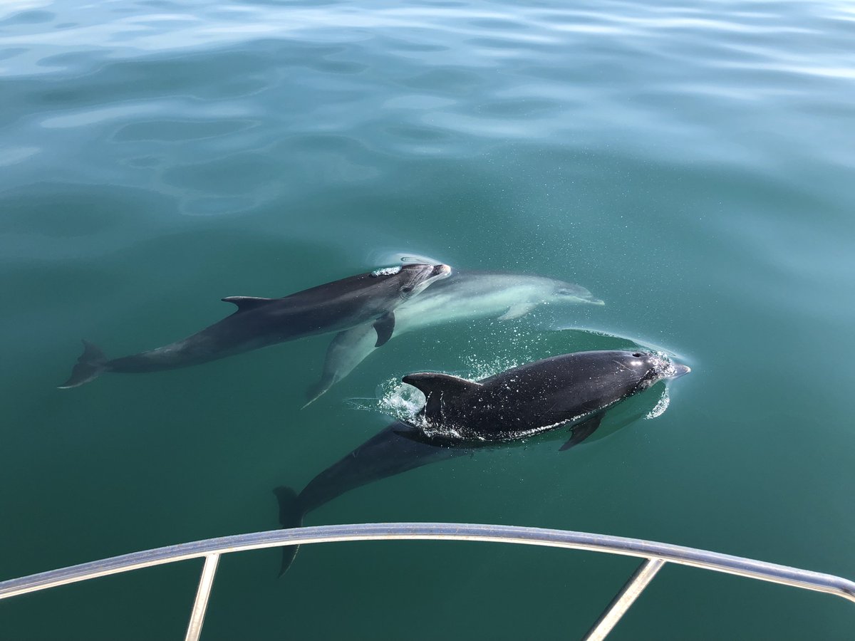 _StephanieLKing's tweet image. PhD opportunity on #CardiganBay bottlenose dolphin acoustics with me @SPerrywink @CBMWC @SimonJAllen1 and #CASE partner @tomstringell @NatResWales. Please spread the word #acoustics #conservation #SAC #dolphinresearch 

findaphd.com/phds/project/f…