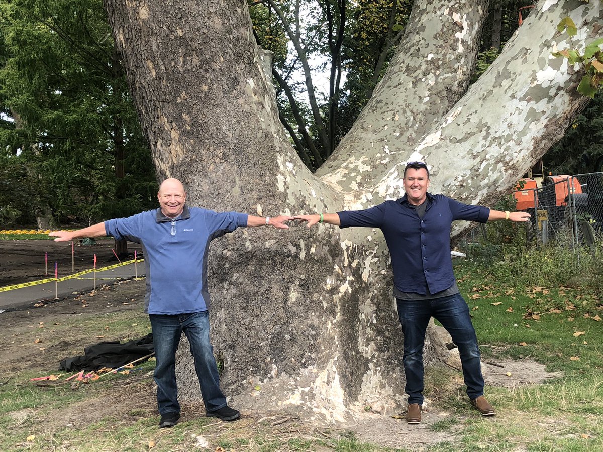 hallsgarden's tweet image. Legendary #Sycamore @UniversityofNotreDame is hundreds of years old and going strong! #Trees #LegacyTrees #NotreDame #HallsGardenCenter