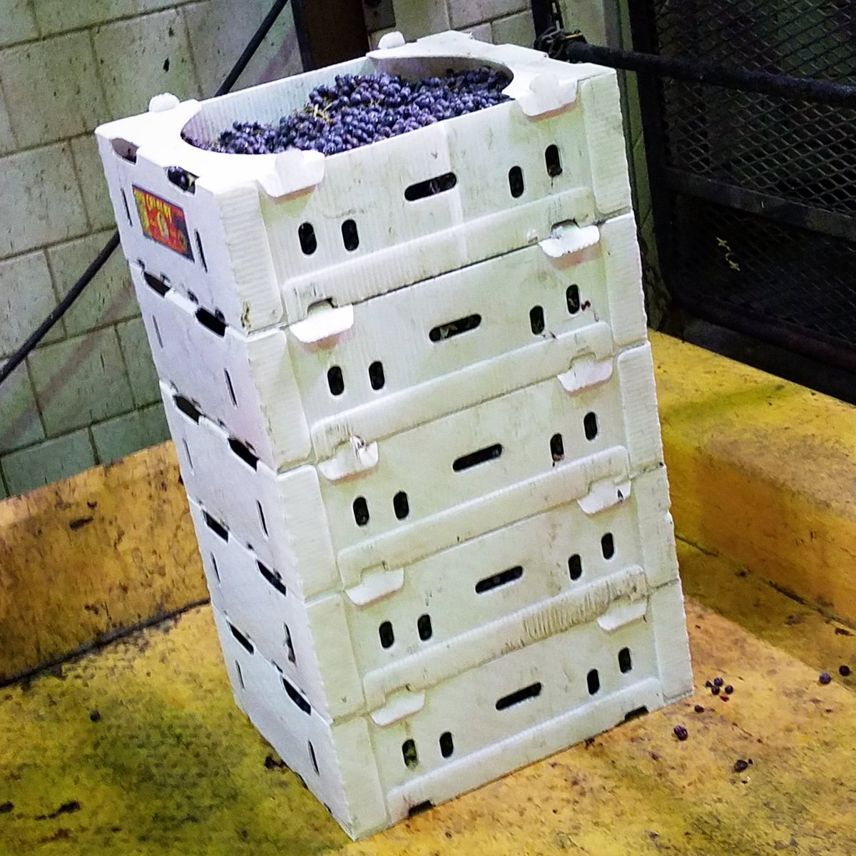 GrapeChasers's tweet photo. My 5th #wine vintage will be #Merlot. 5 cases on deck to meet the crusher/destemmer. Late start for me, so my #winegrapes options were limited. #Cheers to the #2019vintage! 🍇🏃♂️🍷🙂 #winemaking #homemadewine #vino #invinoveritas #vinification #vitner #2ndfloorwines #corrados https://t.co/xV30insiuN