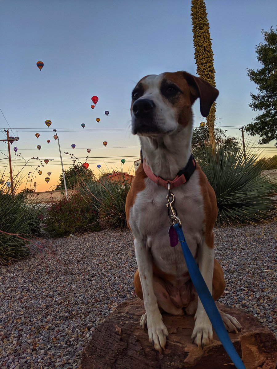 Trixie_Charlie's tweet photo. We were lucky enough to witness the farewell mass ascension of balloons in Albuquerque yesterday. #BalloonFiesta #balloonfiesta2019 #dogsoftwitter #optoutside #newmexico #Albuquerque #hotairballoons #roadtrip @dogcelebration https://t.co/Bhqbq1nXt5