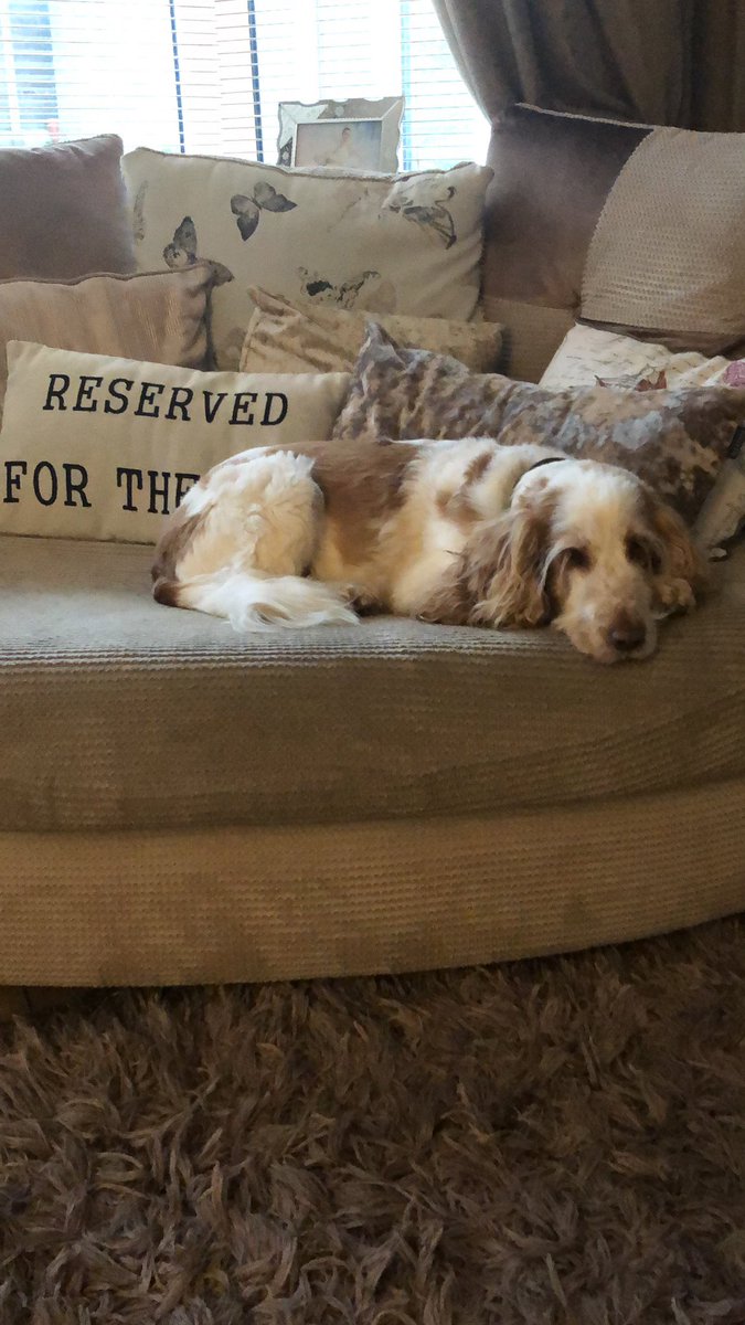 dancernix's tweet photo. Seriously how cute is my dog? https://t.co/cNVwvdSCZb