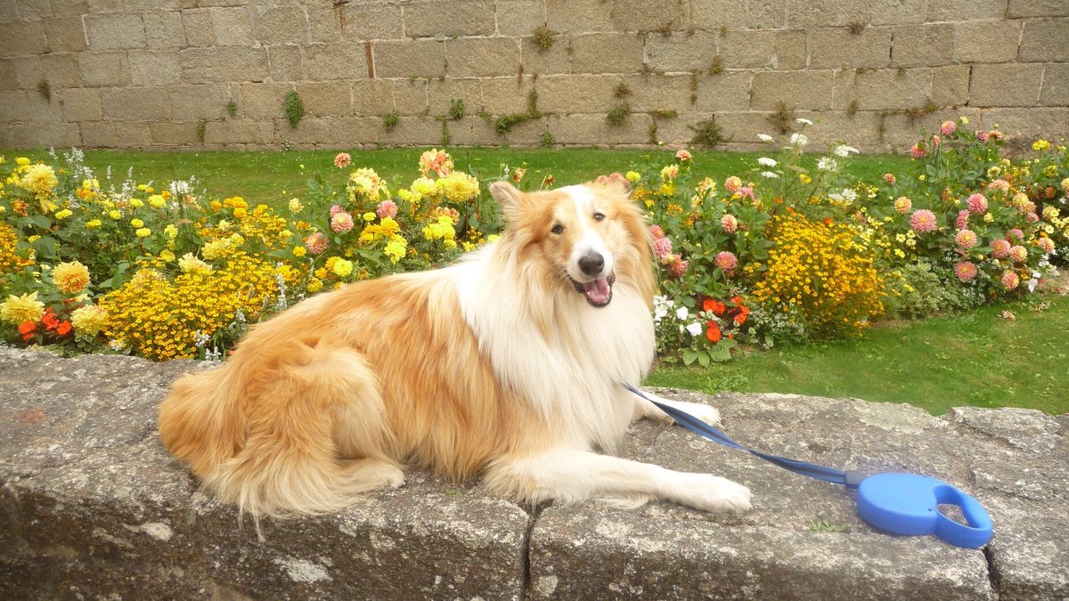 JKitowksi's tweet photo. #DogsagainstBrexit I'm Bobby, I'm a rough collie and I like adventures in Europe but My travels are just a one reason why getting rid of pet passports is a bad idea. I like chicken without chlorine and I am fed up with brexit and want it to go away. https://t.co/FkHjpQQ3A2