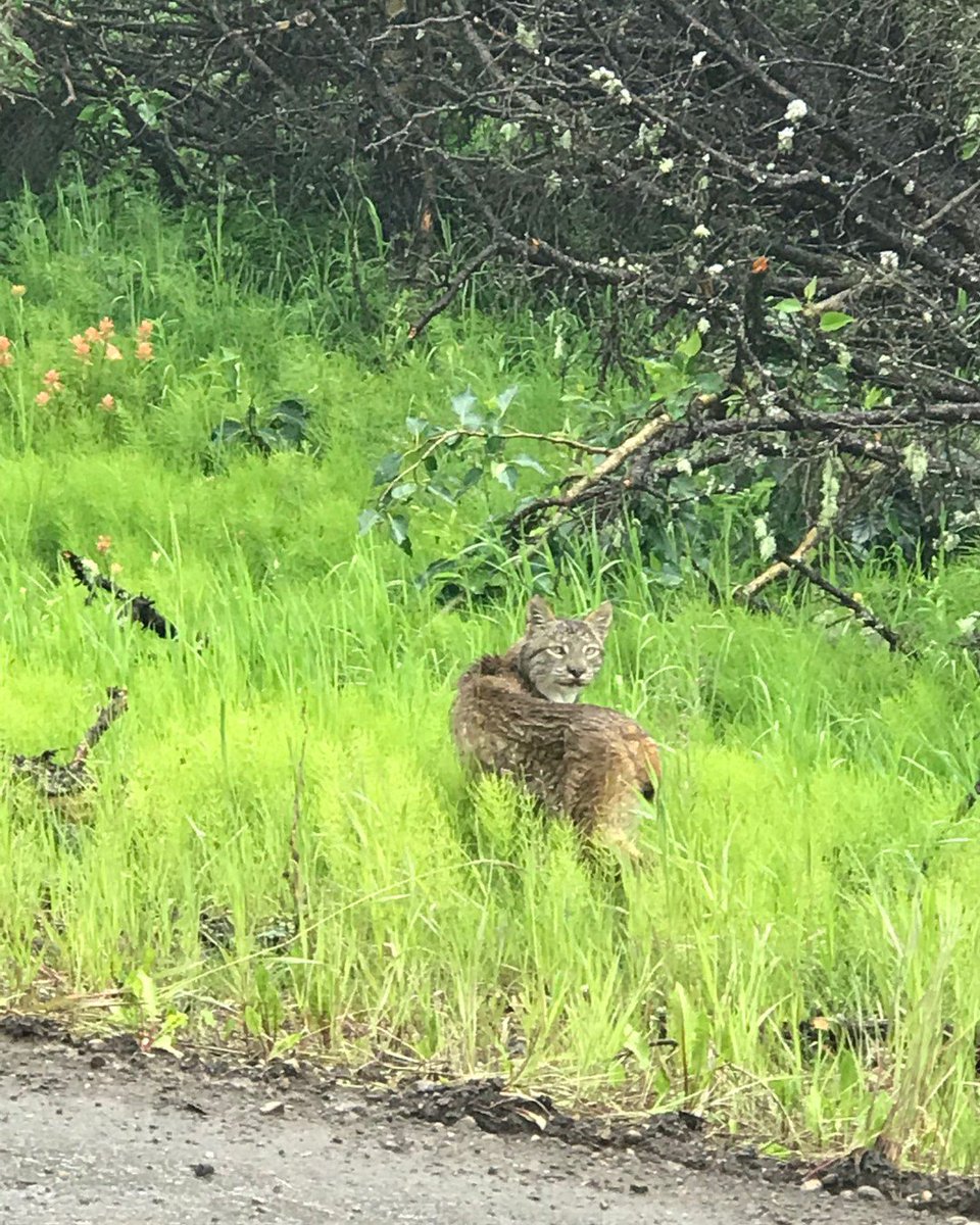 ABMINatureLynx's tweet photo. Another NatureLynx Lynx spotted near Grovedale, AB!
Sighting shared by user haeden
https://t.co/2d8VgjPytu
#sightingshowcase #albertasnatureapp #capturecuriosity #lynx https://t.co/u4dONld01p