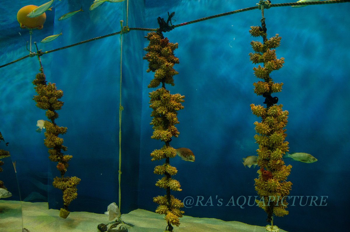 Algarium アル 東北の水族館 ホヤ吊るしがち説 ホヤ ほやっほー 仙台うみの杜水族館 アクアマリンふくしま 浅虫水族館 T Co Eeybl2q6kq Twitter Algarium アル 東北の水族館 ホヤ吊るしがち説 ホヤ ほやっほー 仙台うみの杜水族館 アクアマリンふくしま 浅虫水族館 T Co Eeybl2q6kq Twitter