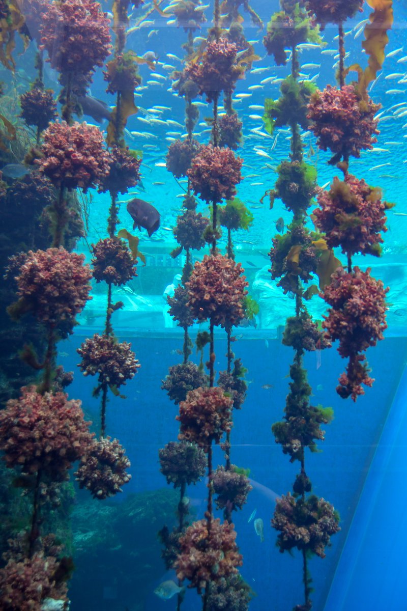 Algarium アル 東北の水族館 ホヤ吊るしがち説 ホヤ ほやっほー 仙台うみの杜水族館 アクアマリンふくしま 浅虫水族館