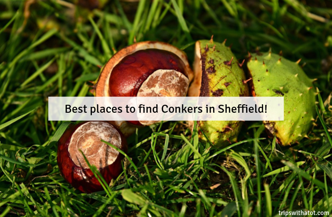 tripswithatot's tweet photo. Best places to find Conkers in Sheffield! https://t.co/Xb1XiKgzro https://t.co/cEUN0VMb0y