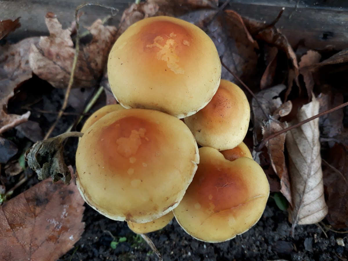 MrPB_Esq's tweet photo. It's the little things &amp; more at the moment with #MrPBsFirstSteps, appreciating what we can do &amp; loving autumn... 🍄🍁
Afternoon #GetOutside #OneHourOutside #GoWalkMrPB time... just lovely... 🐾👣🐌
#RaceAtYourPace
#VirtualRunnerUK
#SophiesVirtualChallenge
#MentalHealthMatters 💙 https://t.co/r1N6Ma0GG3