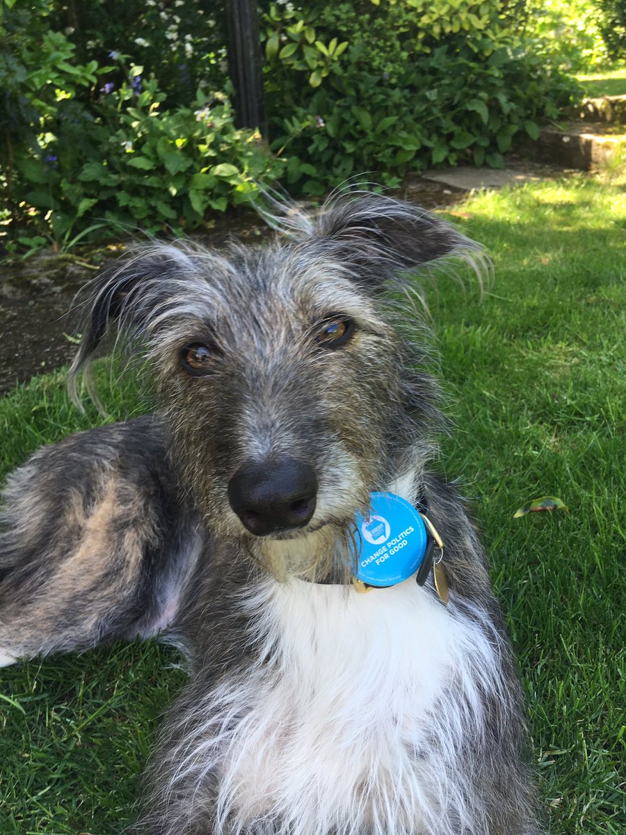 GinnyHBall's tweet photo. @HHepplewhite #DogsforBrexit๐๐๐ https://t.co/2jaOUaA3xJ