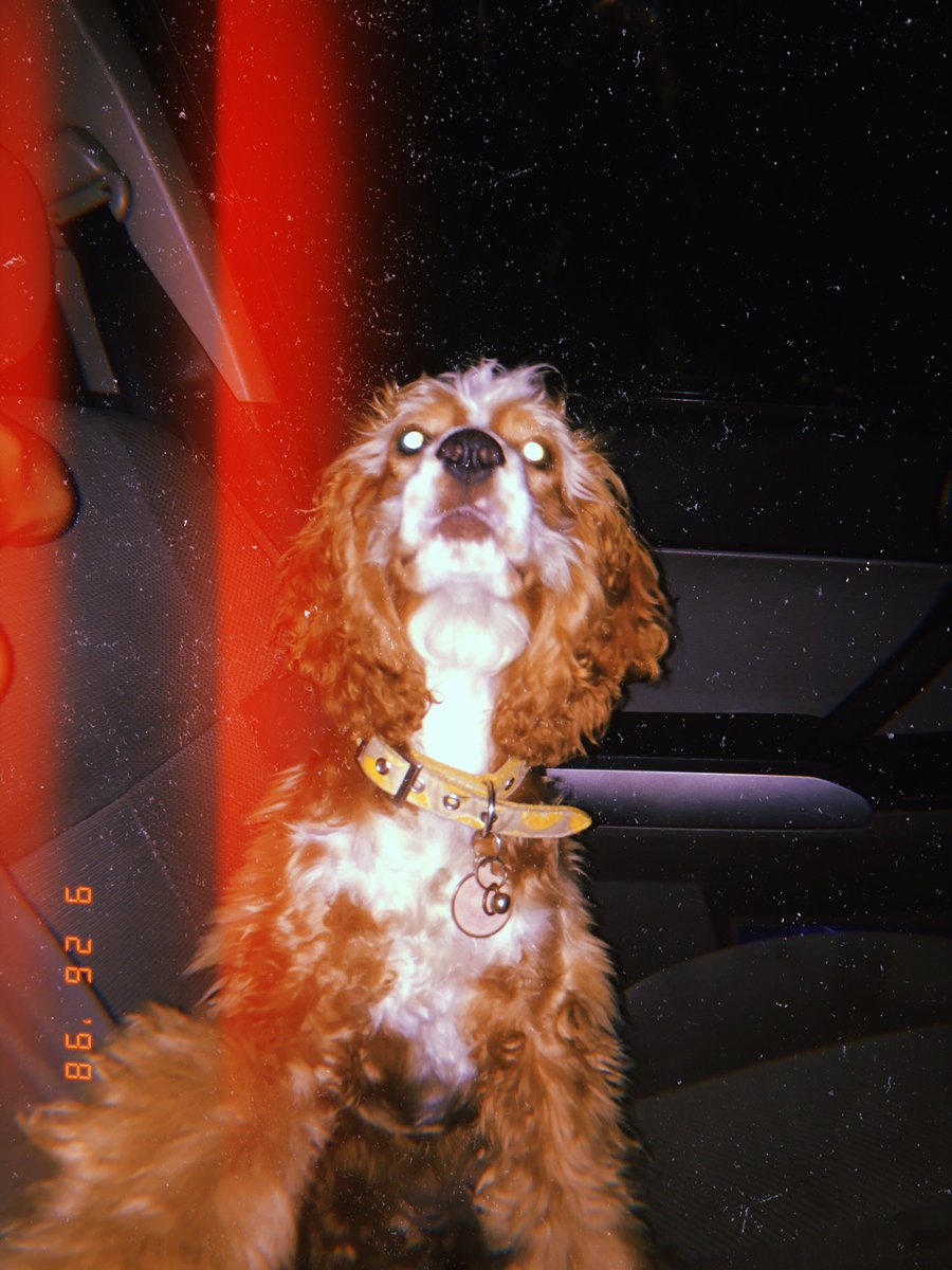 the_orange_iris's tweet photo. I just love this little weirdo 🥰 https://t.co/JFDFMWIoFx