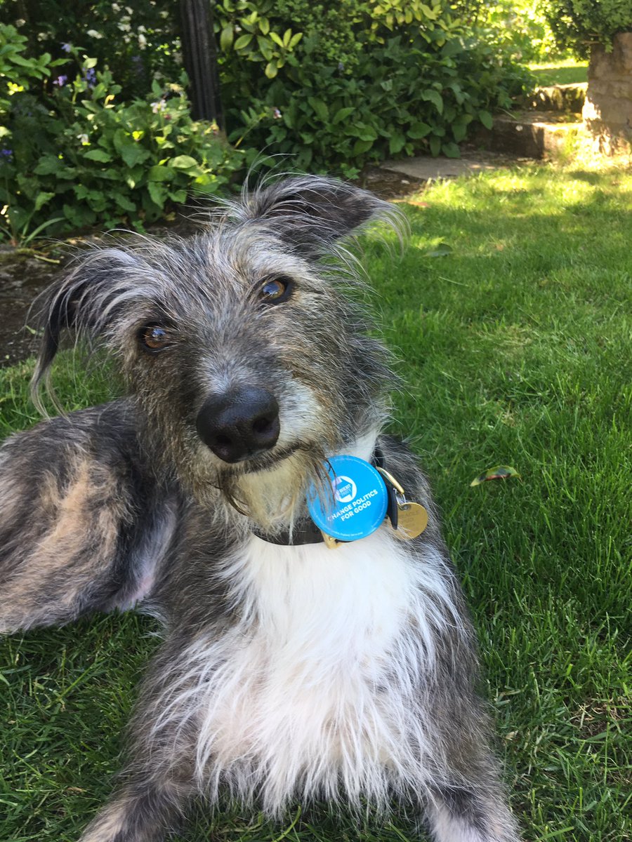GinnyHBall's tweet photo. @RichardMasonJe2 @HHepplewhite And TreaclePud #DogsforBrexit #IndependentBritain #leave31stOctober https://t.co/RpjzxkaP8Z