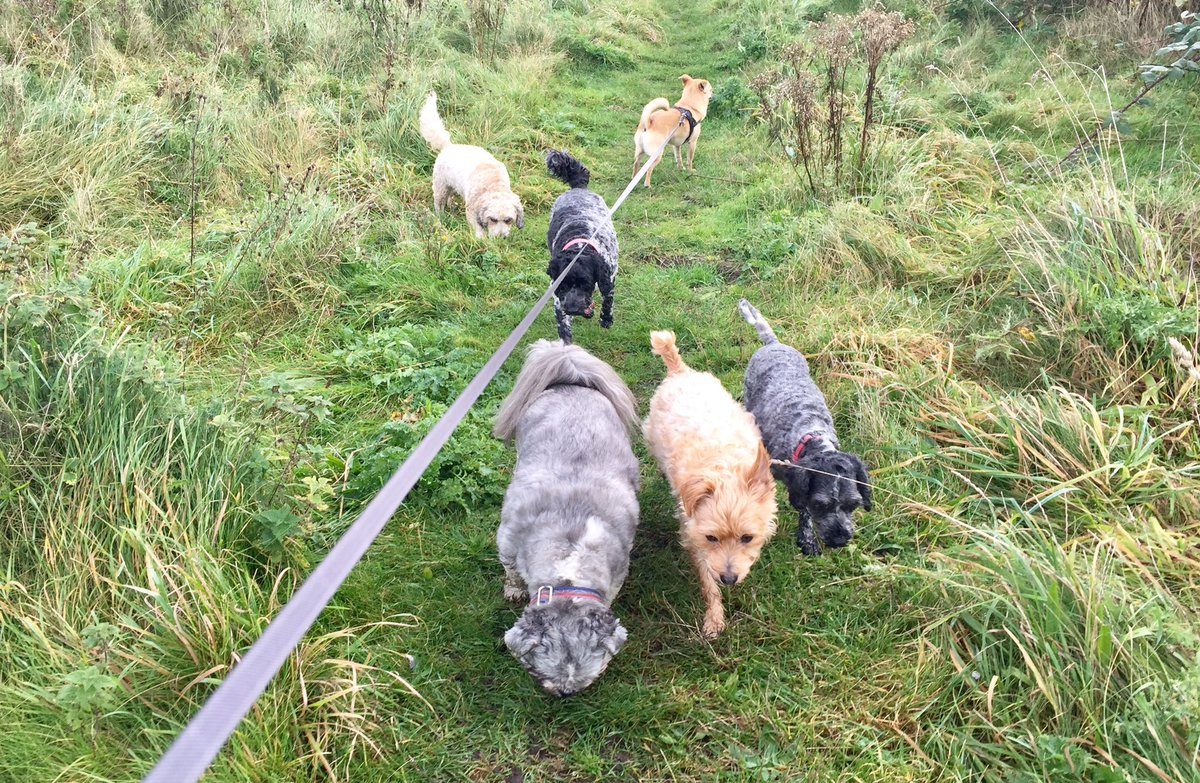 Monday’s fun 🐾🐾😊<a href="/dogcelebration/">CelebrationOfDogs</a> @WayTooViral @dogownersuk  @GoodVetGuide <a href="/dogandpuplovers/">We love dogs. 🐕🐶😍</a> #cockapoo #cavachon #cavapoo #shitzhu #jorkie #pomchi #lhasa 
#blackpooldogwalker #lovedogs #fun #walks #dogsoftwitter #cutedogs #Blackpool #dogwalkerblackpool