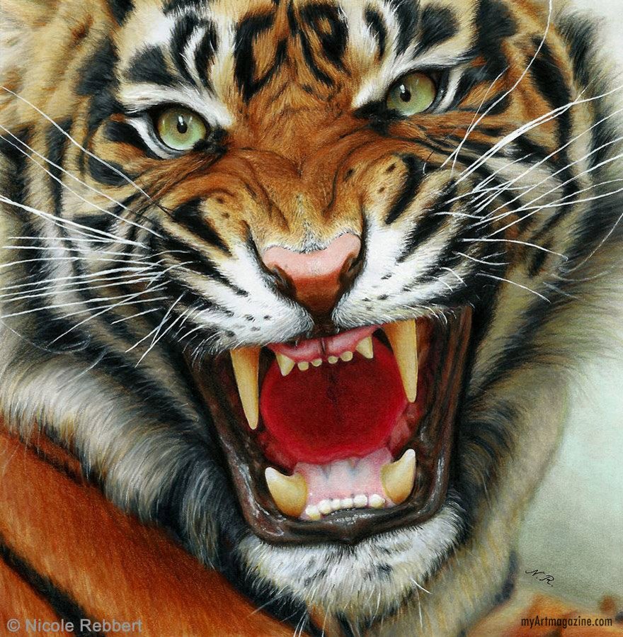 Drawing Tigers Open Mouth - Tiger Easy To Draw, HD Png Download - vhv