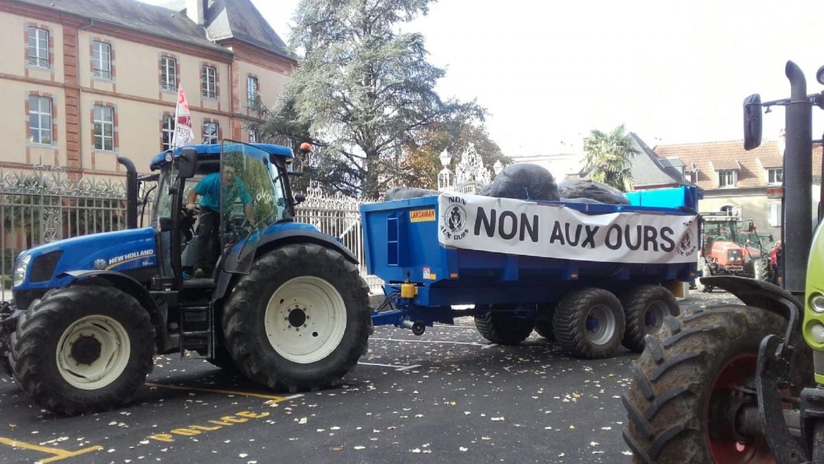 F3Occitanie's tweet photo. L'ours des Pyrénées au centre de la colère des agriculteurs à Tarbes https://t.co/jWJDe7xWjb https://t.co/3rmgRs7euM
