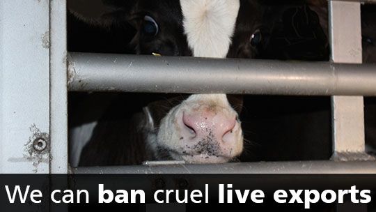 On 2nd of October 2019, <a href="/BorisJohnson/">Boris Johnson</a> said “we can ban cruel live exports” – so why wasn’t a live exports ban included in the Queen’s Speech? No more empty promises, Prime Minister, #BanLiveExports for slaughter AND fattening now!