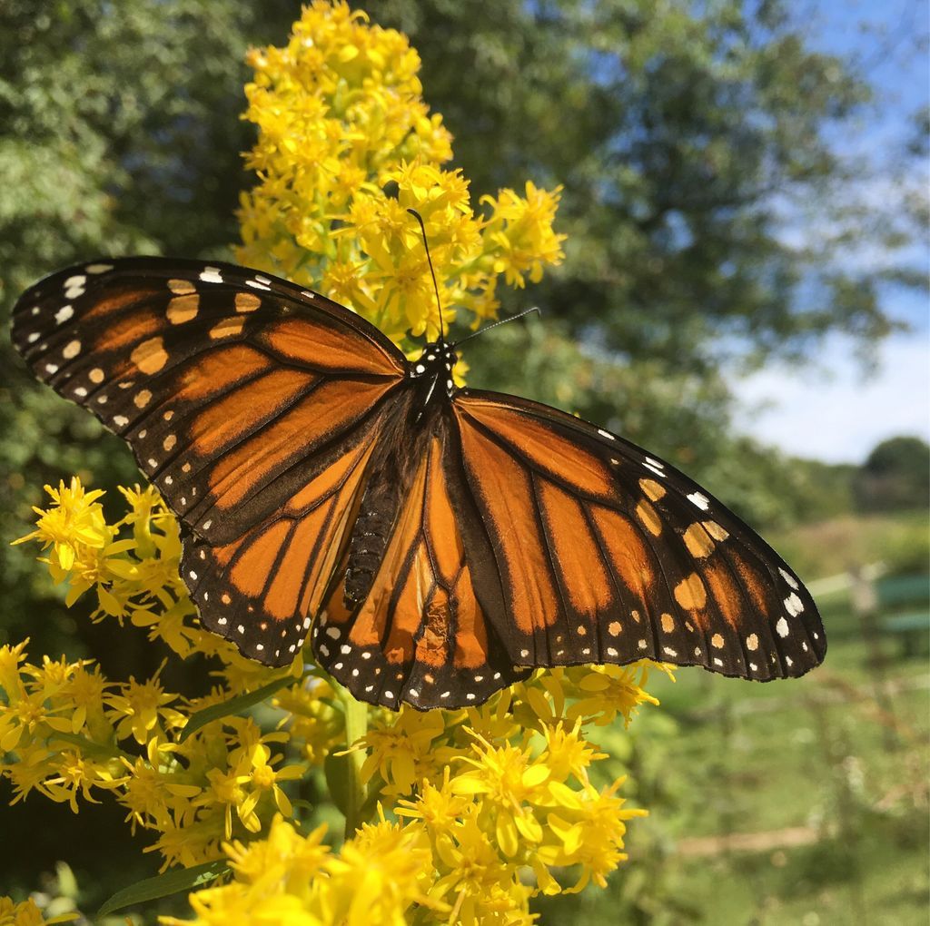 findagarden's tweet photo. Monarch sighting at the Butterfly Garden in Bellevue State Park #iowa #gardens #freetovisit #butterfly #zinnia #asters https://t.co/ICfoSgRikc