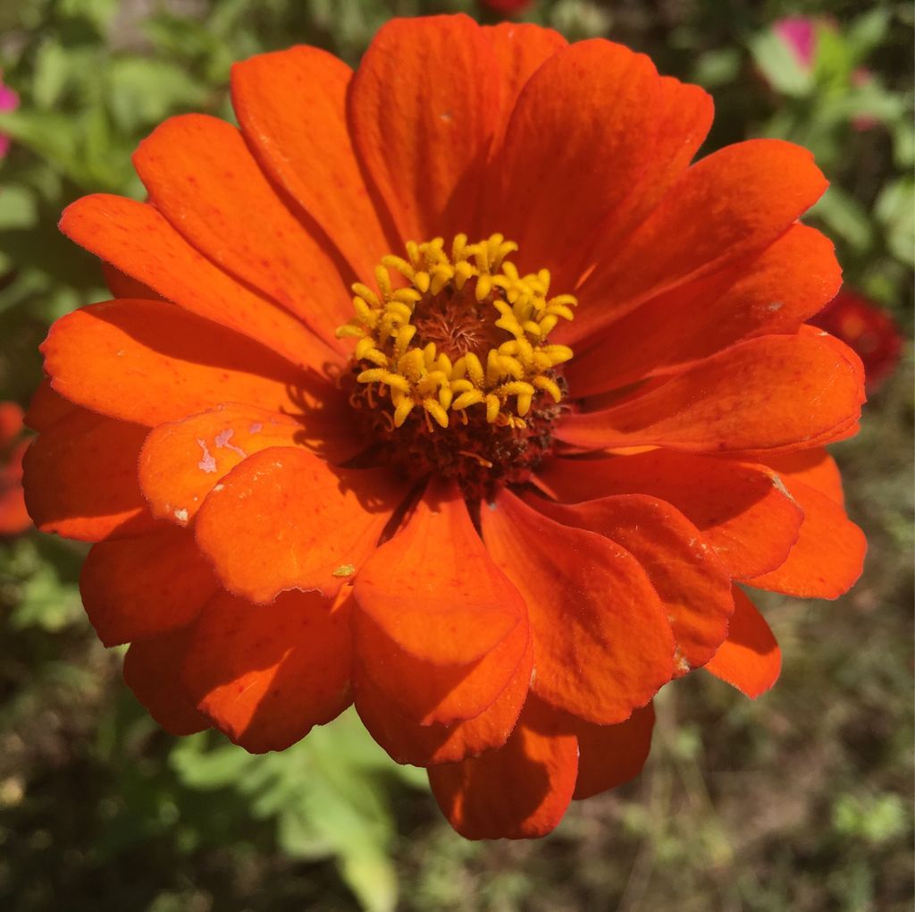 Monarch sighting at the Butterfly Garden in Bellevue State Park #iowa #gardens #freetovisit #butterfly #zinnia #asters
