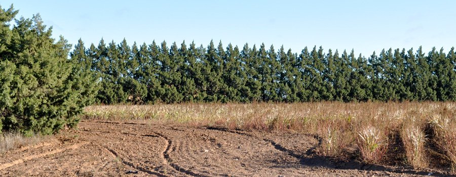 TXForestService's tweet image. Landowners in the high plains region of #Texas may be eligible for funding that would assist in the creation of vegetative fuel breaks on private lands. $17,500 in grant funds are available. Visit bit.ly/31aLfOE to learn more. #windbreaks