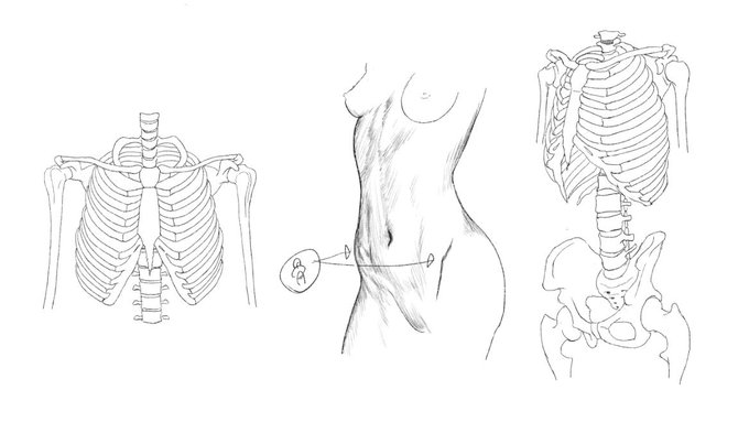 鎖骨も含めの肋、骨盤までの理解。 