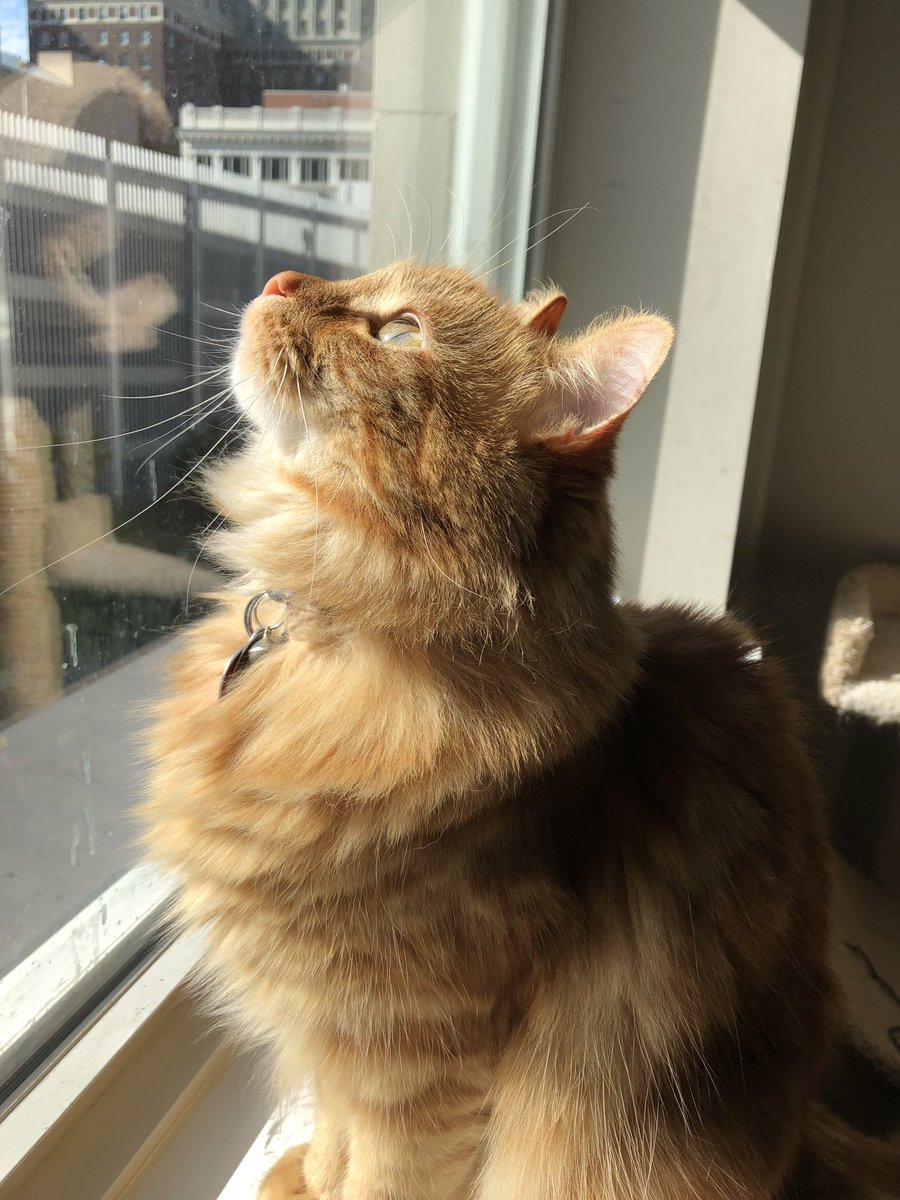 DCBradCarl's tweet photo. My little helper keeping a watchful eye out for bugs out the window on this gorgeous Monday. 😼 #watchkitty https://t.co/Jg7vQ6tiRK