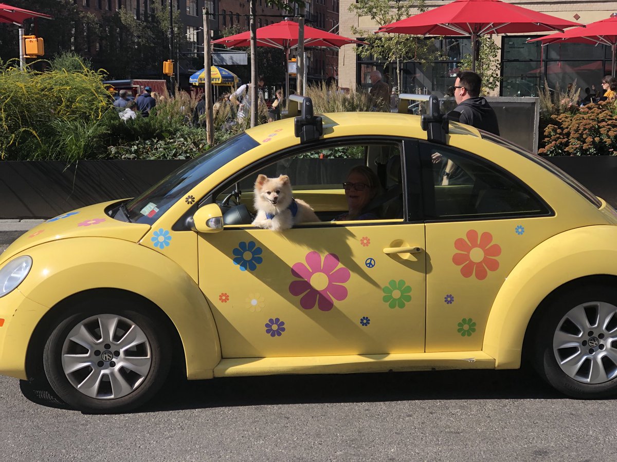 olanart's tweet photo. A love bug in a bug! #ny1 #doggie #NYC https://t.co/aUfNHlrwJN