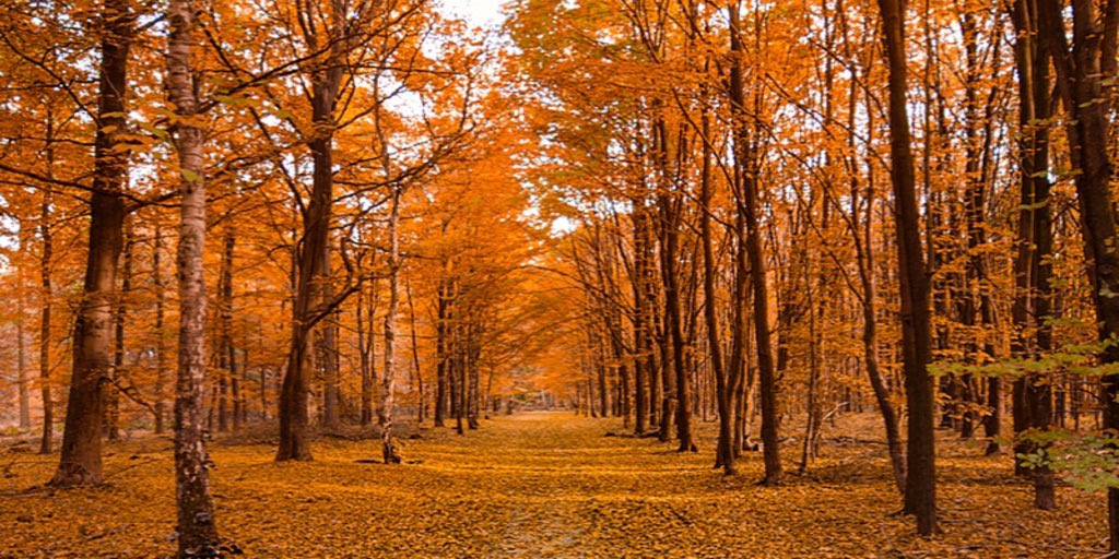 ExultateChamber's tweet photo. “In times of quietness our hearts should be like trees lifting their branches to the sky.” ⁣- Toyohiko Kagawa 
Come here us sing Nancy Telfer’s setting of this beautiful text.

⁣Voices of Earth⁣ - Fri. Oct. 18, 8pm
Tickets: https://t.co/MCjwKHxm5q ⁣ https://t.co/v5fzYw1liA
