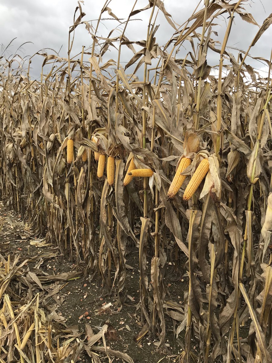 JoeTimmer6's tweet photo. P0574AM and P0825AM are still standing strong after having tar spot, opening the field up and some strong winds over the weekend. Yields are in the mid 200’s on both. A strong victory for a rough season. https://t.co/9RLNkczKQr