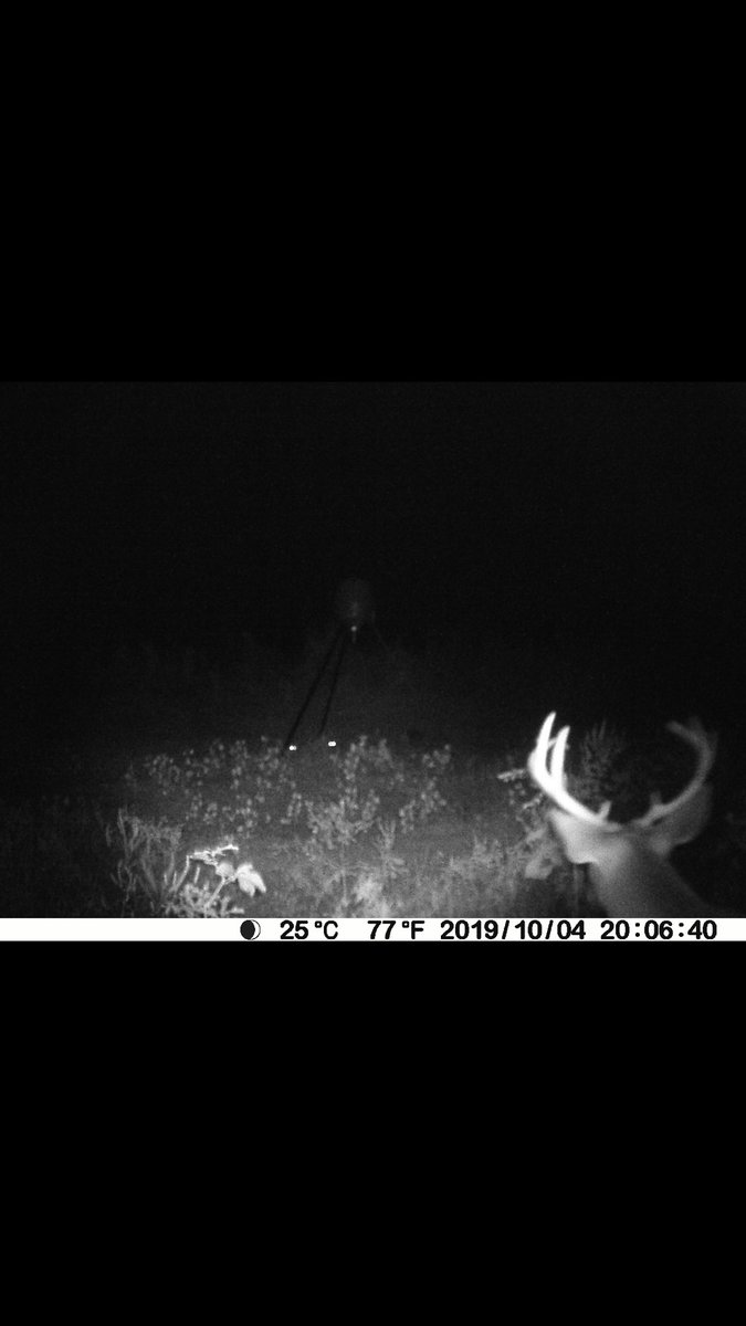 trogdonb1's tweet photo. #moultriecam https://t.co/aoqzIV6LYq