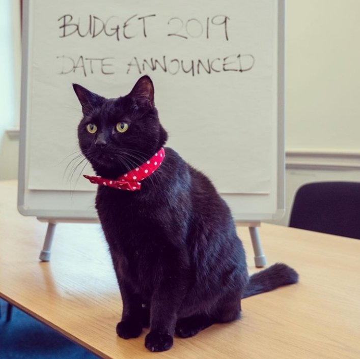 #Budget2019 is on the 6th November. Keeping my paw on the finances here (pic from treasury_cat on instagram)
