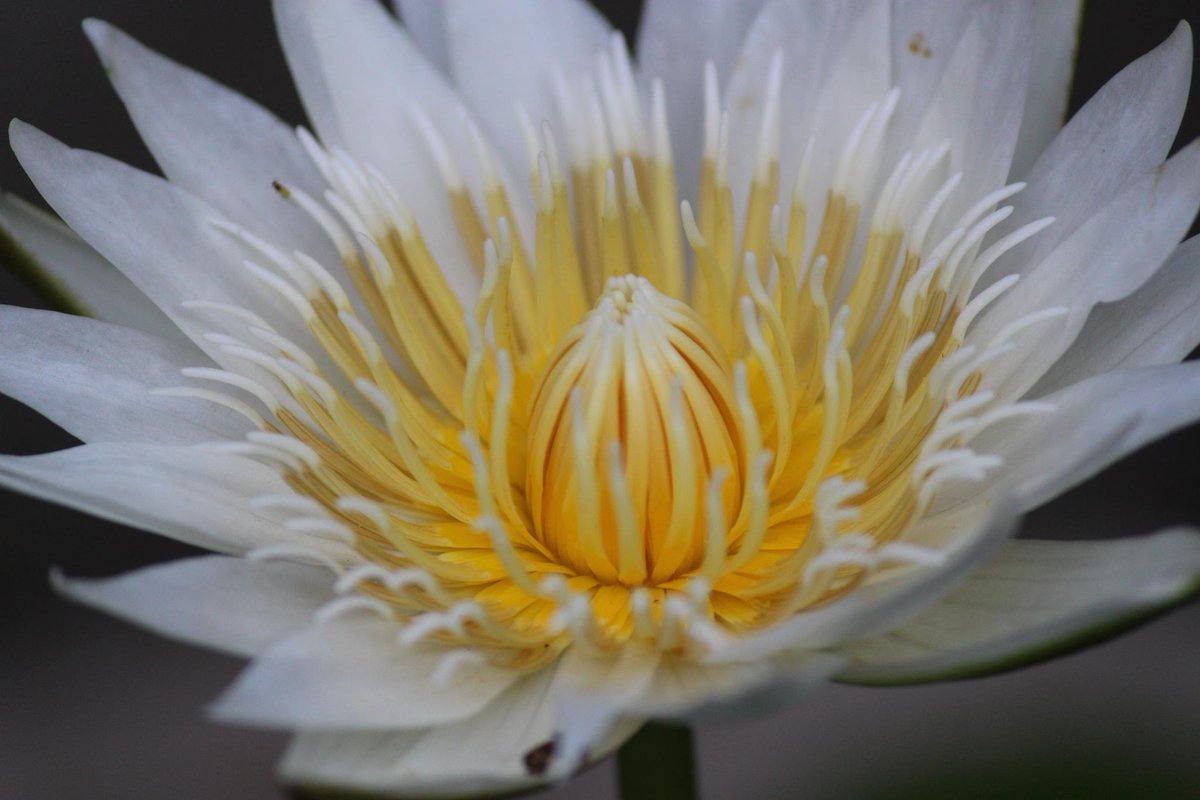 SunayanaPanda's tweet image. #SoftPowers #HumanUnity #worldmusic Music Those who have the hard power don&apos;t want the soft powers to become strong. But soft power will become a force. Specially music.