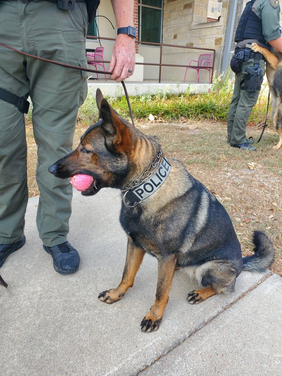 Pflugerville PD K9 Unit tweet media