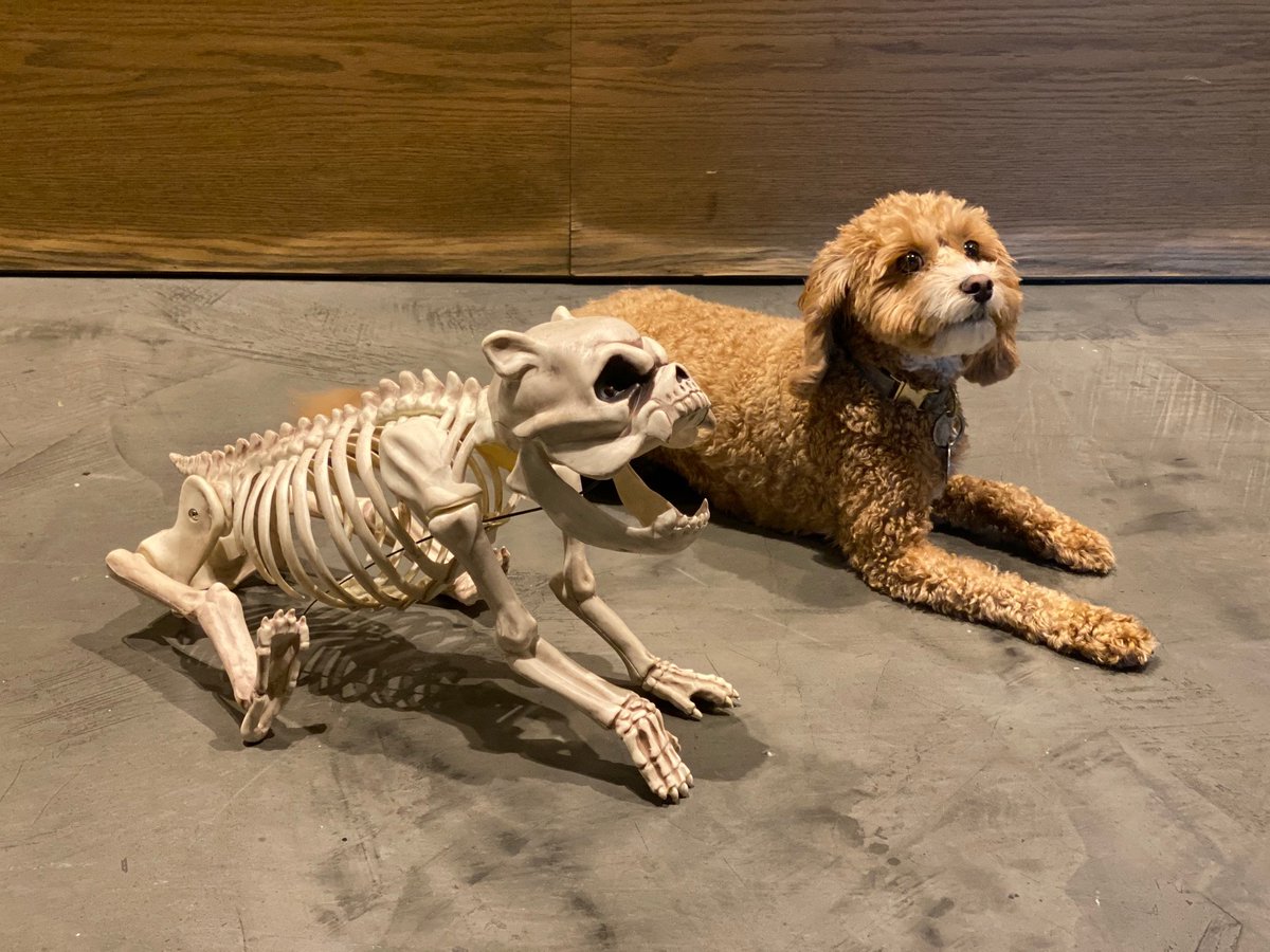 CrewCutsNYC's tweet image. Even the pups of Crew Cuts are getting in to the Halloween spirit! #crewcutspups #crewcutsnyc #crewcutspost #halloweenie #halloween #officepup