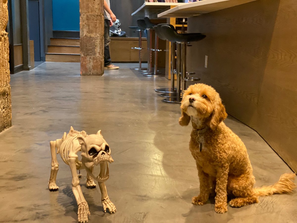 CrewCutsNYC's tweet image. Even the pups of Crew Cuts are getting in to the Halloween spirit! #crewcutspups #crewcutsnyc #crewcutspost #halloweenie #halloween #officepup