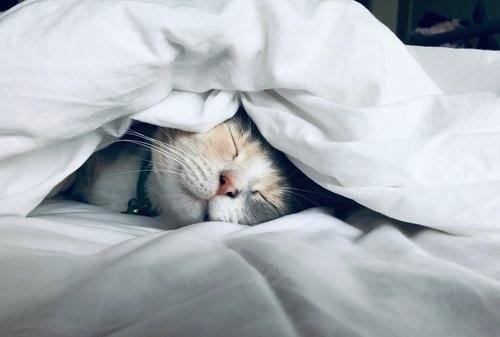 CAuditors's tweet photo. Getting enough sleep?  No more excuses!  Small Business Trends reports that good sleep will improve the success of your business.  Check it out here: https://t.co/cdKLM8SCyc
#nonprofit #notforprofit #communityauditors #sleepytime #sleep #restless https://t.co/iTwo7KkVSc