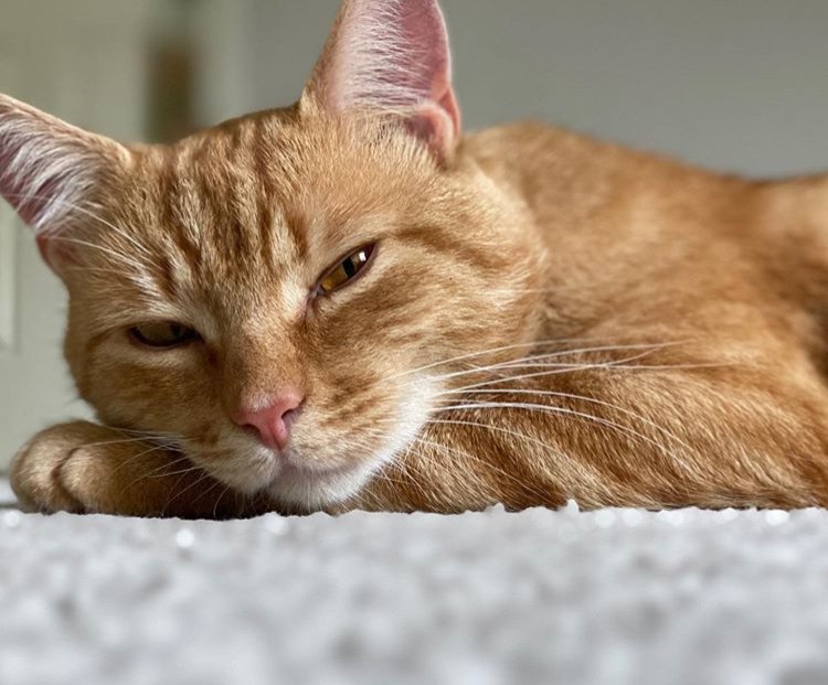 DeLaWhiskers's tweet photo. WoW! So with some #mondaymotivation I have finally uploaded the next instalment of @delawhiskers family members. Give a big hello to them all. To have your super star on our wall just email me hello@delawhiskers.co.uk or tag us in your social feed. https://t.co/aKptgHgE8f https://t.co/4lh5F4LB76