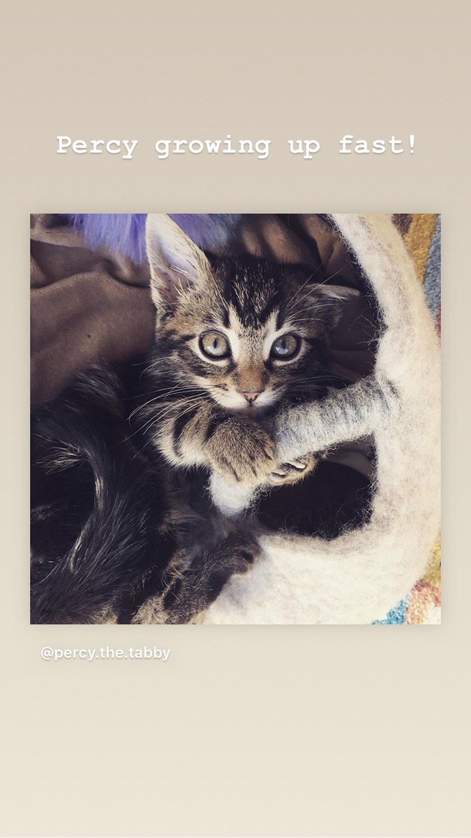 DeLaWhiskers's tweet photo. WoW! So with some #mondaymotivation I have finally uploaded the next instalment of @delawhiskers family members. Give a big hello to them all. To have your super star on our wall just email me hello@delawhiskers.co.uk or tag us in your social feed. https://t.co/aKptgHgE8f https://t.co/4lh5F4LB76