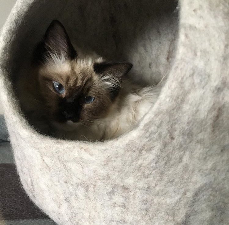 DeLaWhiskers's tweet photo. WoW! So with some #mondaymotivation I have finally uploaded the next instalment of @delawhiskers family members. Give a big hello to them all. To have your super star on our wall just email me hello@delawhiskers.co.uk or tag us in your social feed. https://t.co/aKptgHgE8f https://t.co/4lh5F4LB76