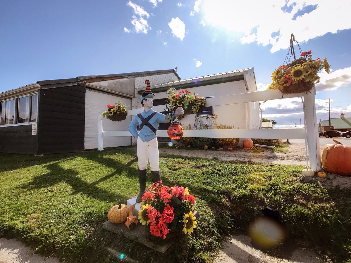 WoodbineTB's tweet photo. #HappyThanksgiving, Twitter! We’re thankful for the @JPL_Racing_Stbl pumpkin patch. Is it too early to trick-or-treat? #BetWoodbineTB https://t.co/zCsnaf3UlC