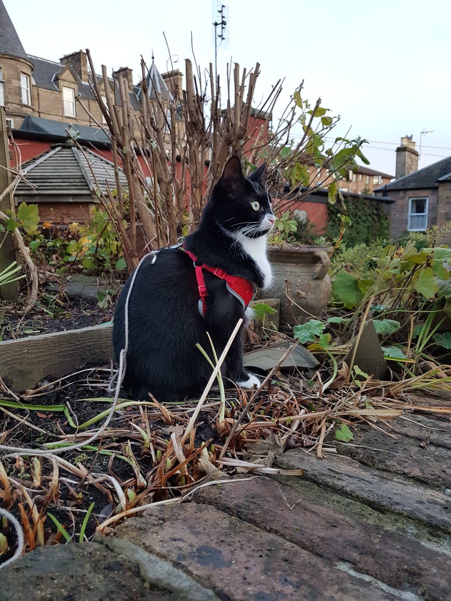 ScottishHaught's tweet photo. In other news here is Isla in her new red harness ☺ #Happy #Animals #IslaKitten #CultivateKindness https://t.co/ZDRmbT3y8S