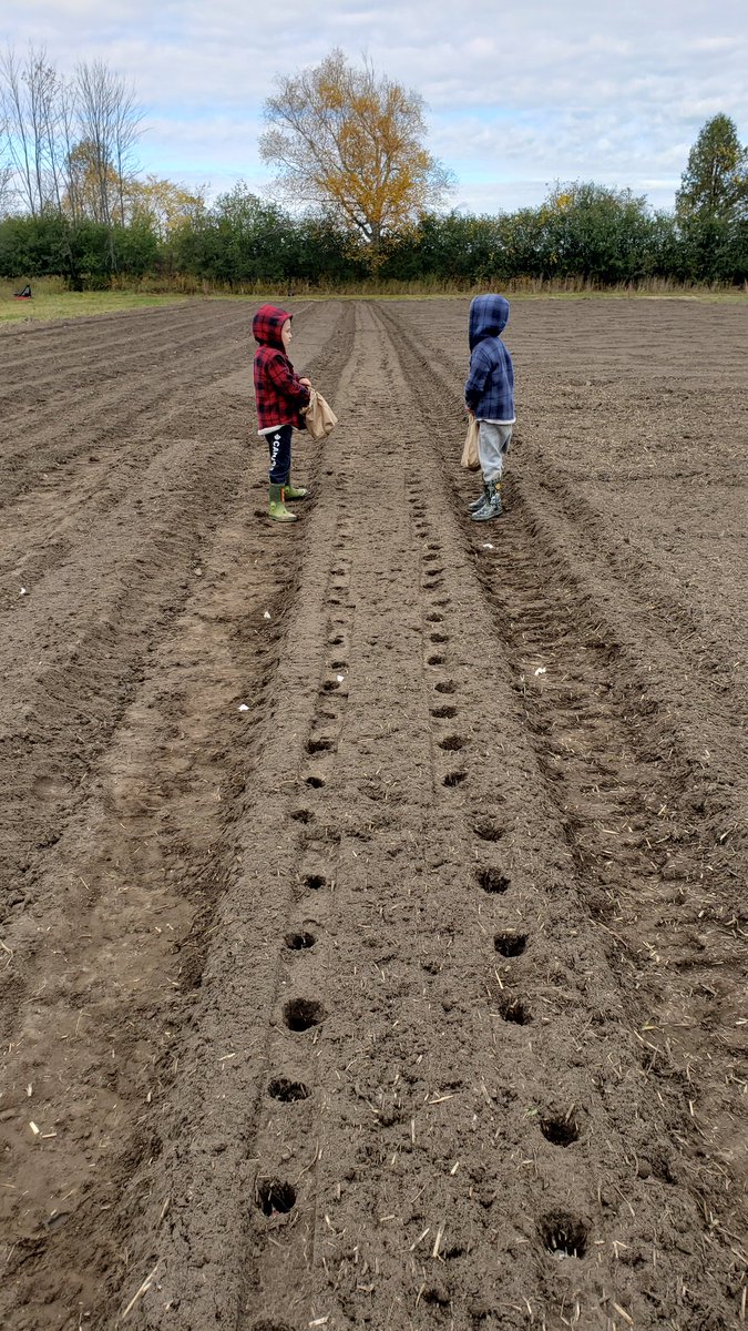 JustinJFerron's tweet photo. My boys get it!
#farmlife #garlicplanting #garlic #HiddenFood #HiddenGarlic https://t.co/OGl4AjYJuh