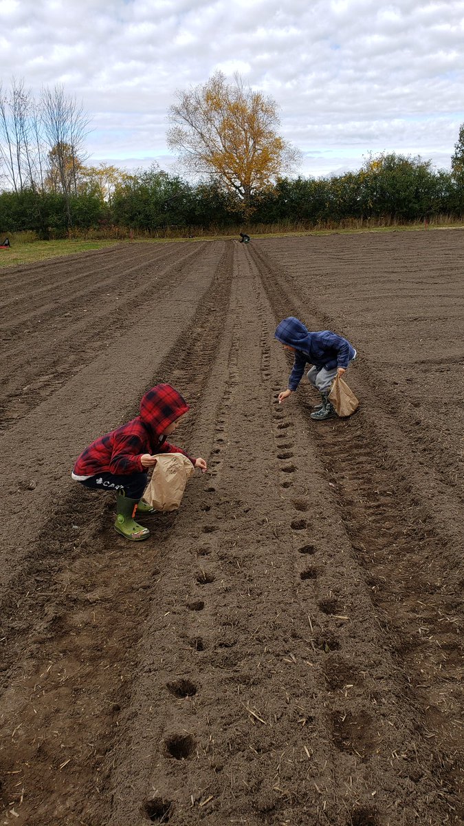 JustinJFerron's tweet photo. My boys get it!
#farmlife #garlicplanting #garlic #HiddenFood #HiddenGarlic https://t.co/OGl4AjYJuh