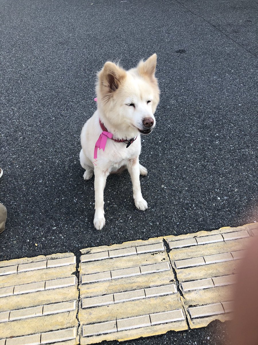 脱走犬