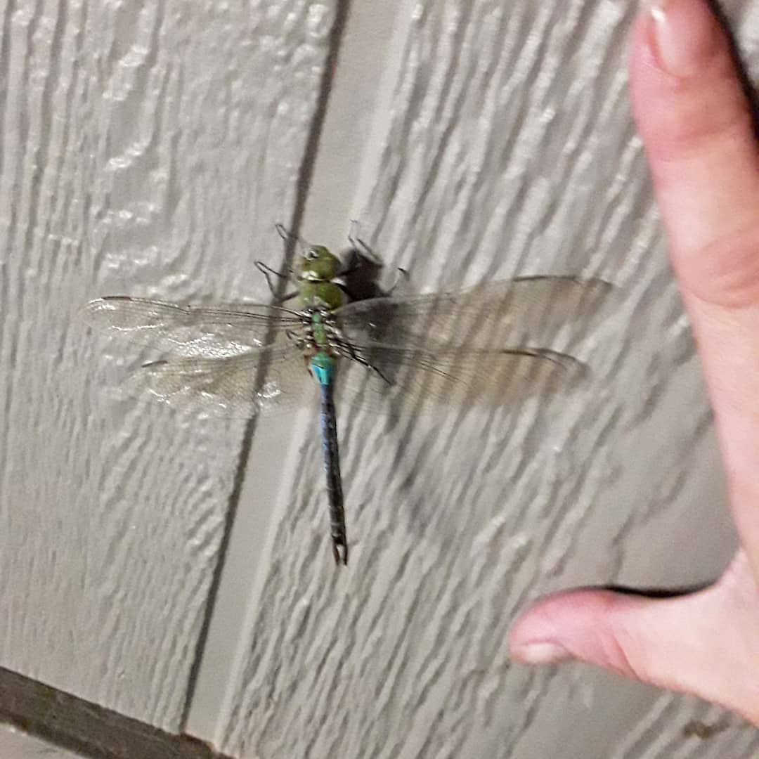 barncatlady's tweet photo. I keep telling people that the #bugs down here in #Louisiana are big enough to ride!
#dragonfly #barncatlady #barnlife #insects #louisianalife #bigbug #bigassbug #justsayin https://t.co/t6kYYdWpt6