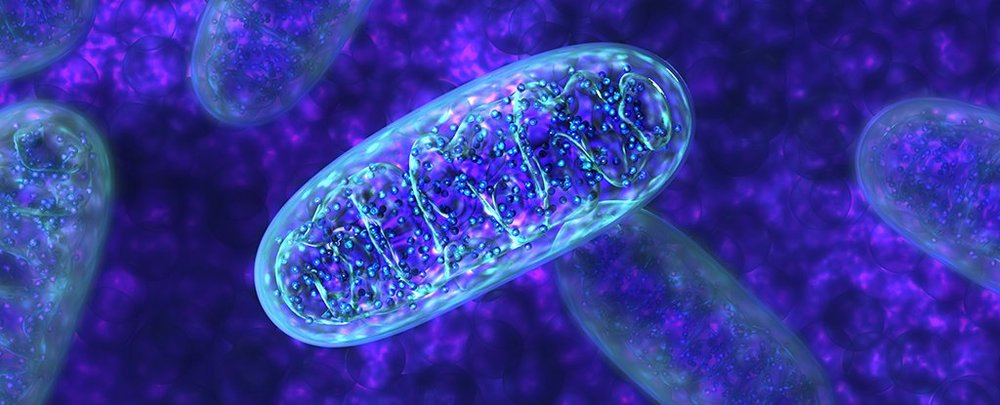 Mananui's tweet photo. 23 Powerful Ways to Support the Mitochondria in Your Brain — Optimal Living Dynamics https://t.co/X0TXS3JFGp https://t.co/VutW22ituG