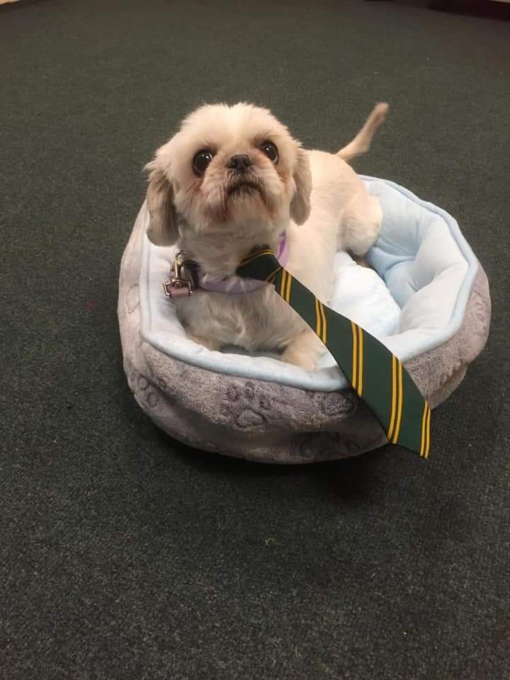 MissSLHagan's tweet photo. Meet our new school therapy dog Missie 😍 definitely brightened my Monday! https://t.co/r6drd6Q9du