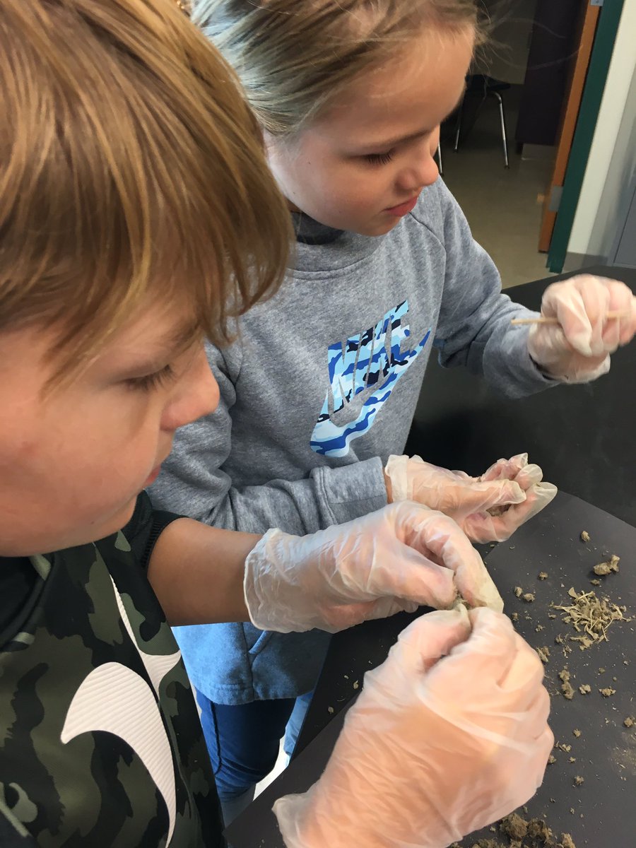 afullclassroom's tweet photo. 🦉Owl pellet #dissection lab helps students understand the food chain, 🌱➡️ 🐁 ➡️ 🦉 #npspanthers https://t.co/aBzhvc7Qpo