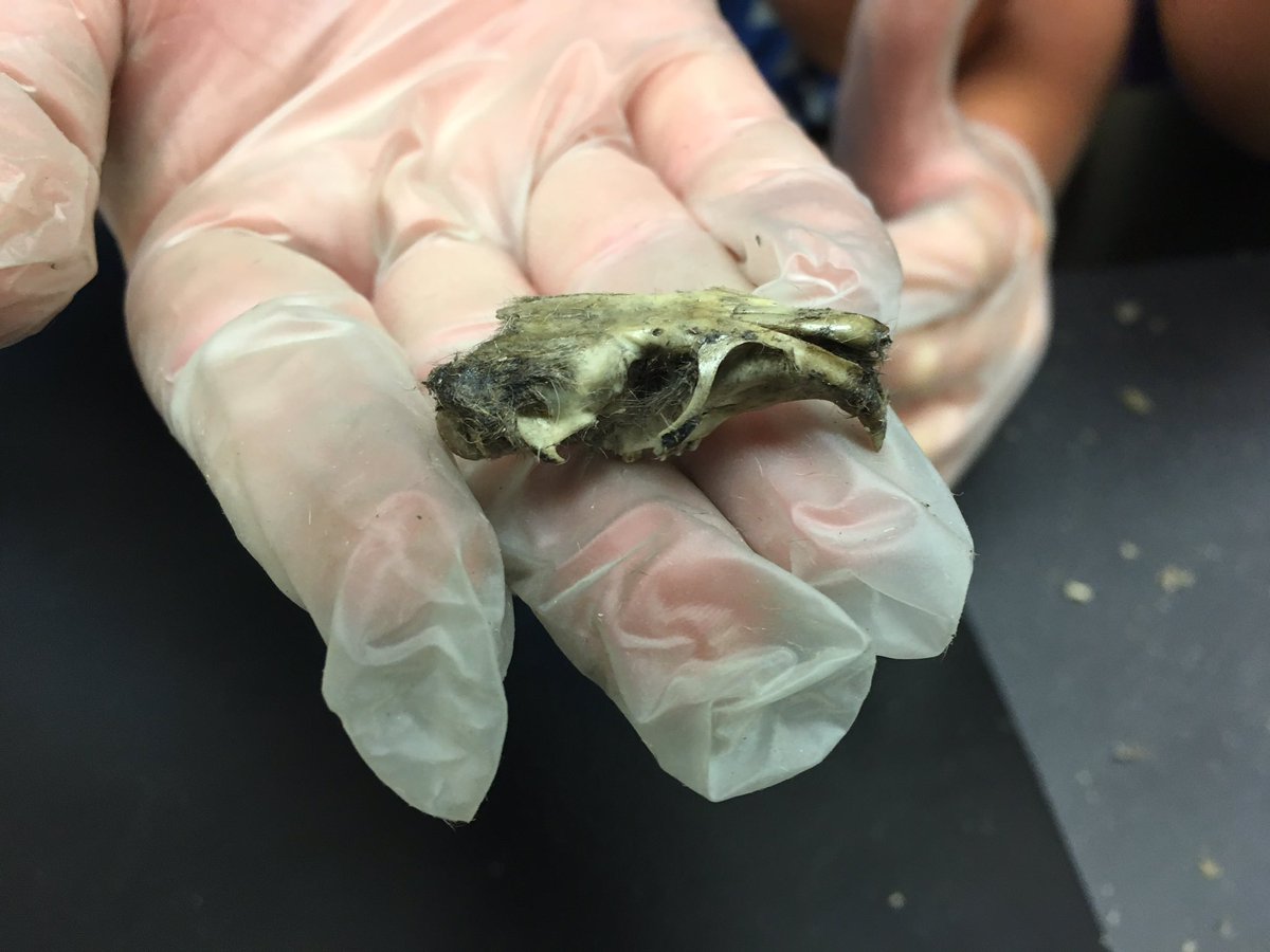 afullclassroom's tweet photo. 🦉Owl pellet #dissection lab helps students understand the food chain, 🌱➡️ 🐁 ➡️ 🦉 #npspanthers https://t.co/aBzhvc7Qpo