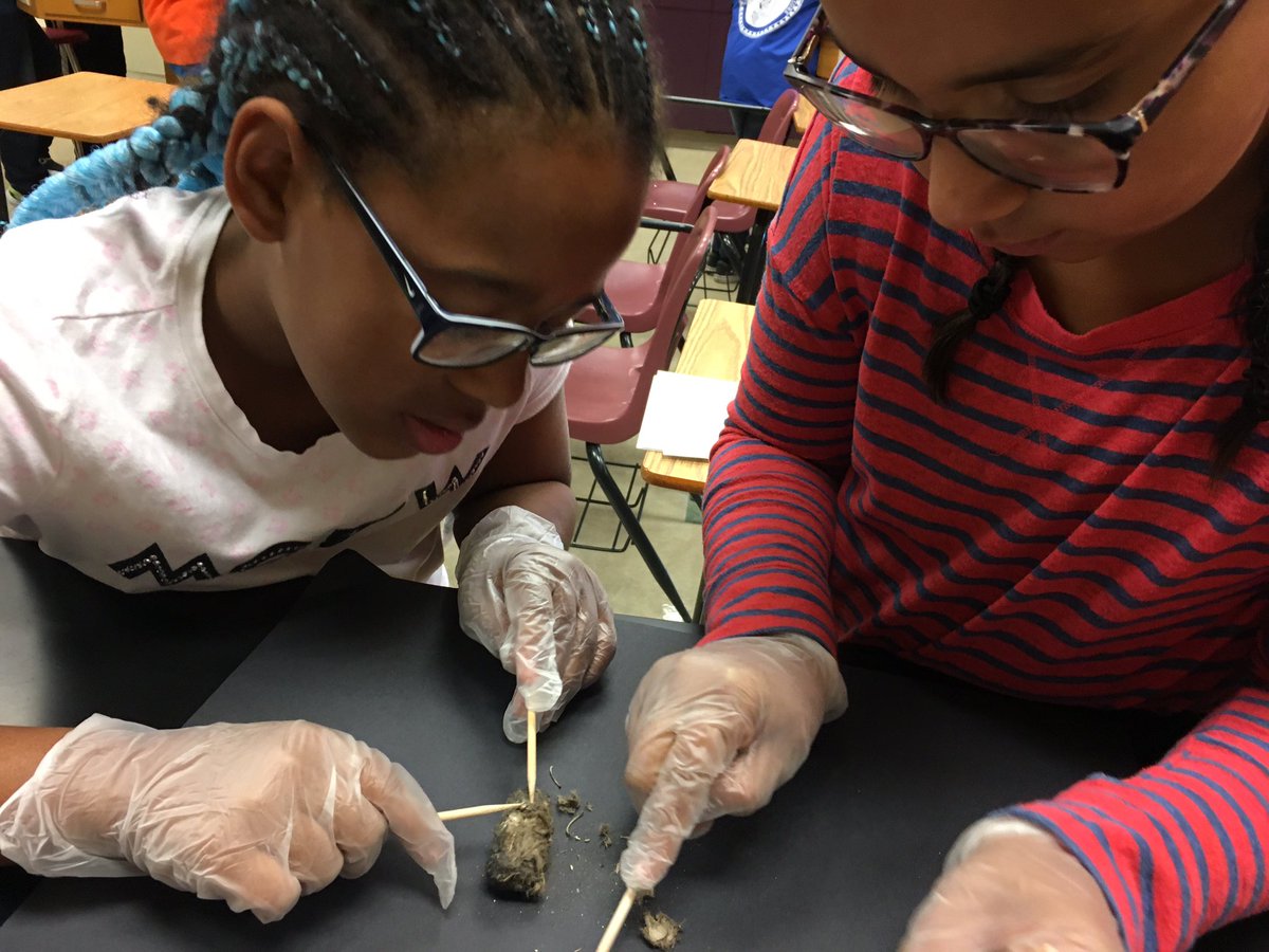afullclassroom's tweet photo. 🦉Owl pellet #dissection lab helps students understand the food chain, 🌱➡️ 🐁 ➡️ 🦉 #npspanthers https://t.co/aBzhvc7Qpo