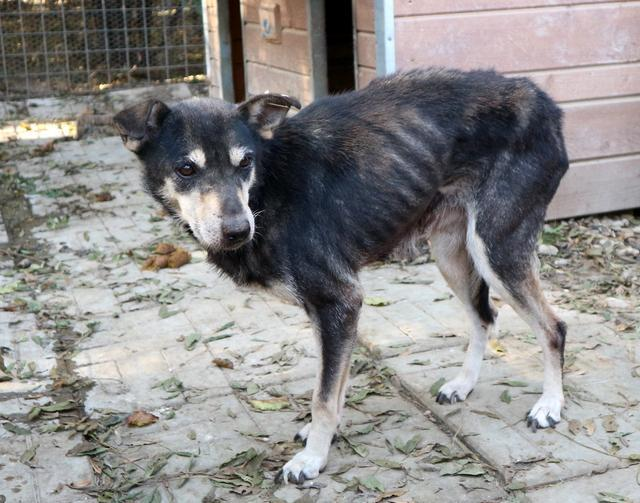 ‼️ Wer kann TRAVIATA helfen?
Sie ist eine etwas ältere Hündin, die wohl noch nicht allzu lange in Bucov ist. Mit keinem Gramm Fett auf den Rippen muss sie nun zusehen, wie sie durch das harte Leben kommt.

💟Hündin
💟~7 J.
💟~45cm
🖊️prodogromania.de/bilder/index.p…
📧info@prodogromania.de