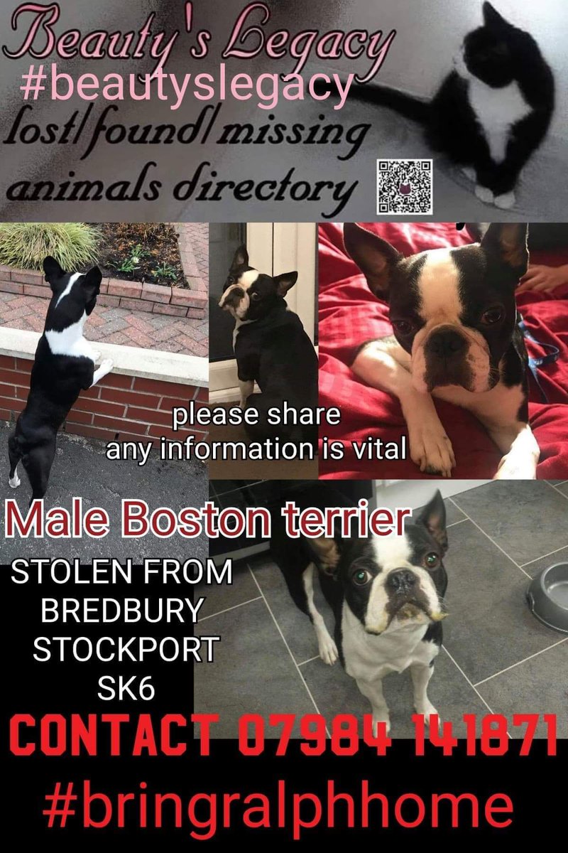 MissingPetsGB's tweet photo. 🐕 FINDERS FEE OFFERED
£££££ 1000 £££££
HAVE YOU BEEN SOLD OR OFFERED A DOG LIKE #RALPH? HAVE YOU FOUND HIM DUMPED AND TAKEN HIM IN? PLEASE DO THE RIGHT THING AND #BRINGRALPHHOME HE HAS A FAMILY MISSING HIM TERRIBLY...
...call 💥💥 07984 141871 💥💥

https://t.co/zG9qdqKNSm https://t.co/j2UYdaGZ5X
