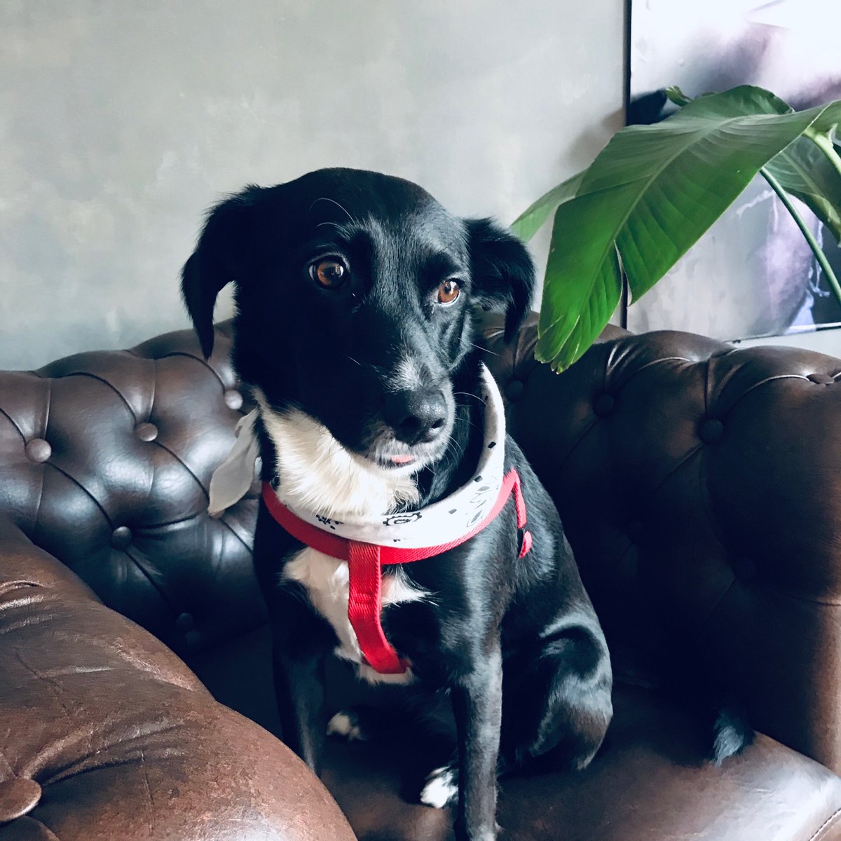 Acá con Pili estamos esperando para ver #festivalpaisprimavera !!!  Aguante #mascotapais !!!!